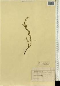 Ruschia uncinata (L.) Schwant., Africa (AFR) (Not classified)