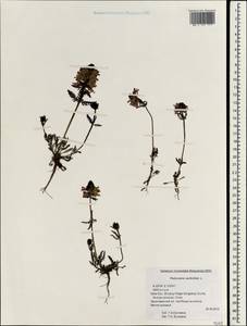 Pedicularis verticillata, South Asia, South Asia (Asia outside ex-Soviet states and Mongolia) (ASIA) (China)