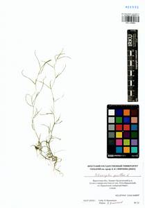 Potamogeton pusillus L., Siberia, Baikal & Transbaikal region (S4) (Russia)