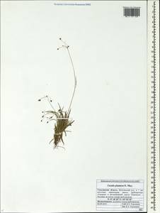 Luzula plumosa E.Mey., Siberia, Russian Far East (S6) (Russia)