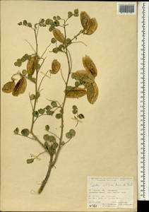 Colutea cilicica Boiss. & Balansa, South Asia, South Asia (Asia outside ex-Soviet states and Mongolia) (ASIA) (Turkey)