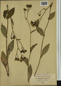 Hieracium jurassicum subsp. garganum (Arv.-Touv.) Greuter, Western Europe (EUR) (France)