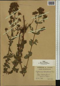 Hypericum tetrapterum, Western Europe (EUR) (France)