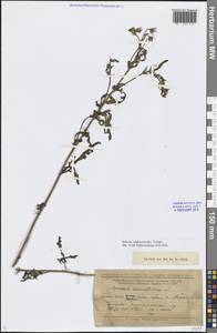 Jacobaea andrzejowskyi (Tzvelev) B.Nord., Eastern Europe, Lower Volga region (E9) (Russia)