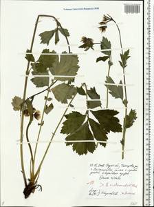 Geum × intermedium Ehrh., Eastern Europe, Lower Volga region (E9) (Russia)