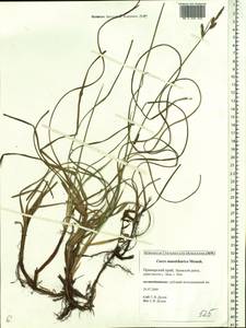 Carex mandshurica Meinsh., Siberia, Russian Far East (S6) (Russia)