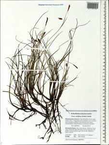 Carex rariflora (Wahlenb.) Sm., Eastern Europe, Northern region (E1) (Russia)