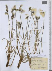 Eriophorum angustifolium Honck., Siberia, Russian Far East (S6) (Russia)