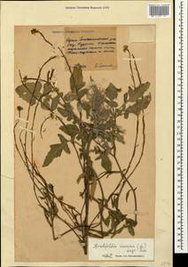 Hirschfeldia incana (L.) Lagr.-Foss., Crimea (KRYM) (Russia)