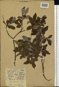 Salix divaricata Pall., Siberia, Yakutia (S5) (Russia)