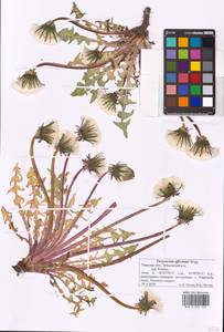 Taraxacum officinale Weber ex F. H. Wigg., Eastern Europe, North-Western region (E2) (Russia)