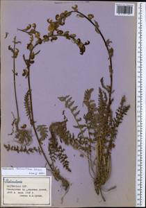 Pedicularis dolichorhiza Schrenk, Middle Asia, Pamir & Pamiro-Alai (M2) (Tajikistan)