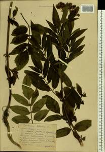 Sambucus ebulus L., Eastern Europe, Moscow region (E4a) (Russia)