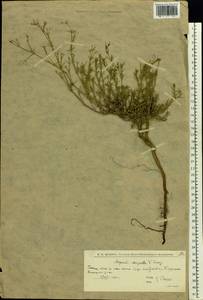Asperula tephrocarpa Czern. ex Popov & Chrshan., Eastern Europe, Lower Volga region (E9) (Russia)