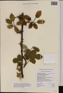 Rubus ulmifolius Schott, Western Europe (EUR) (United Kingdom)