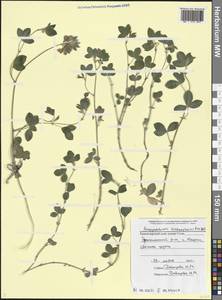 Argyrolobium biebersteinii P.W.Ball, Caucasus, Black Sea Shore (from Novorossiysk to Adler) (K3) (Russia)