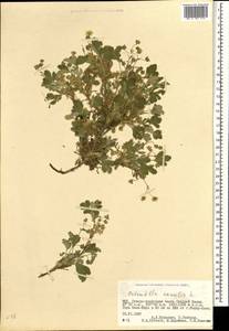 Potentilla acaulis L., Mongolia (MONG) (Mongolia)