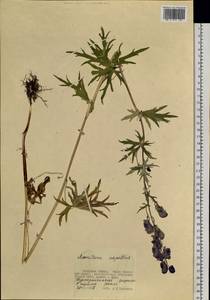 Aconitum, Siberia, Western Siberia (S1) (Russia)