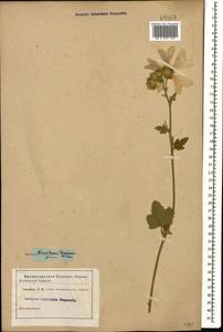 Malva thuringiaca subsp. thuringiaca, Caucasus (no precise locality) (K0)