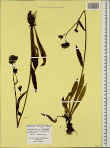 Hieracium sparsum subsp. macrolepis (Boiss.) Zahn, Caucasus, Krasnodar Krai & Adygea (K1a) (Russia)