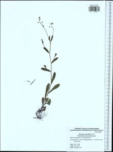 Myosotis sparsiflora Pohl, Eastern Europe, Central region (E4) (Russia)