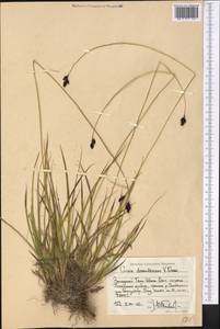 Carex popovii V.I.Krecz., Middle Asia, Western Tian Shan & Karatau (M3) (Kyrgyzstan)