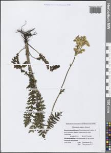 Filipendula vulgaris Moench, Caucasus, Black Sea Shore (from Novorossiysk to Adler) (K3) (Russia)