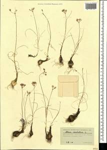 Allium moschatum L., Crimea (KRYM) (Russia)