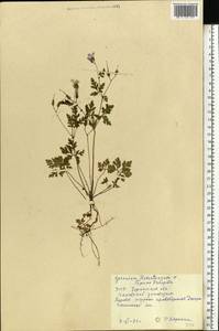 Geranium robertianum L., Eastern Europe, South Ukrainian region (E12) (Ukraine)
