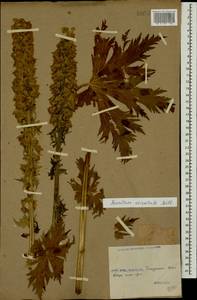 Aconitum orientale Mill., Caucasus, Georgia (K4) (Georgia)
