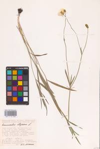 Ranunculus illyricus L., Eastern Europe, Lower Volga region (E9) (Russia)