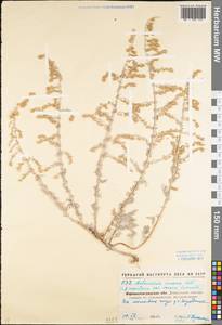 Artemisia incana (L.) Druce, Eastern Europe, North Ukrainian region (E11) (Ukraine)