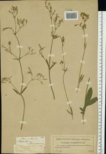 Silene nutans, Eastern Europe, Middle Volga region (E8) (Russia)