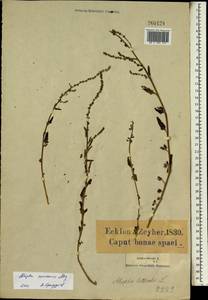 Atriplex patula subsp. verreauxii Aellen, Africa (AFR) (South Africa)