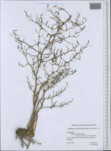Asparagus breslerianus Schult. & Schult.f., Middle Asia, Kopet Dag, Badkhyz, Small & Great Balkhan (M1) (Turkmenistan)