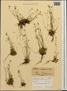 Draba siliquosa M. Bieb., Caucasus, North Ossetia, Ingushetia & Chechnya (K1c) (Russia)