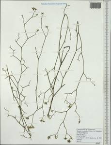 Conospermum, Australia & Oceania (AUSTR) (Australia)
