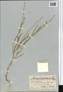 Litwinowia tenuissima (Pall.) Woronow ex Pavlov, Middle Asia, Western Tian Shan & Karatau (M3) (Kyrgyzstan)