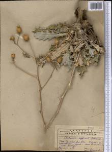 Cousinia affinis Schrenk, Middle Asia, Syr-Darian deserts & Kyzylkum (M7) (Uzbekistan)