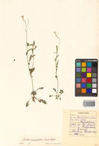 Arabidopsis lyrata subsp. kamchatica (Fisch. ex DC.) O'Kane & Al-Shehbaz, Siberia, Russian Far East (S6) (Russia)