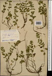 Teucrium chamaedrys L., Caucasus, Dagestan (K2) (Russia)