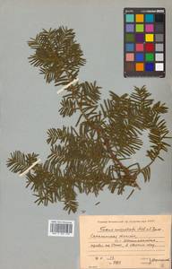 Taxus cuspidata Siebold & Zucc., Siberia, Russian Far East (S6) (Russia)