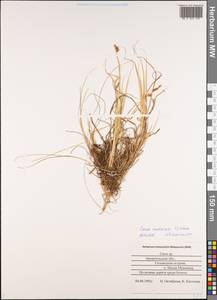 Carex mackenziei V.I.Krecz., Eastern Europe, Northern region (E1) (Russia)