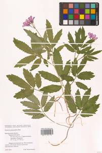 Cardamine quinquefolia (M.Bieb.) Schmalh., Eastern Europe, Central forest-and-steppe region (E6) (Russia)