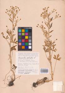 Ranunculus sceleratus L., Eastern Europe, Lower Volga region (E9) (Russia)