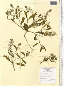 Cakile maritima subsp. baltica (Jord. ex Rouy & Foucaud) Hyl. ex P.W. Ball, Eastern Europe, Northern region (E1) (Russia)