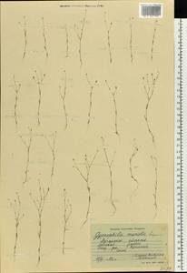 Psammophiliella muralis (L.) lkonn., Eastern Europe, North Ukrainian region (E11) (Ukraine)