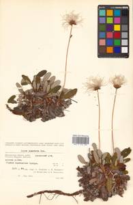 Dryas octopetala L., Siberia, Chukotka & Kamchatka (S7) (Russia)