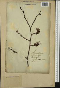 Alnus glutinosa (L.) Gaertn., Eastern Europe, Lithuania (E2a) (Lithuania)