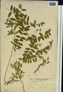 Vicia japonica A.Gray, Siberia, Russian Far East (S6) (Russia)